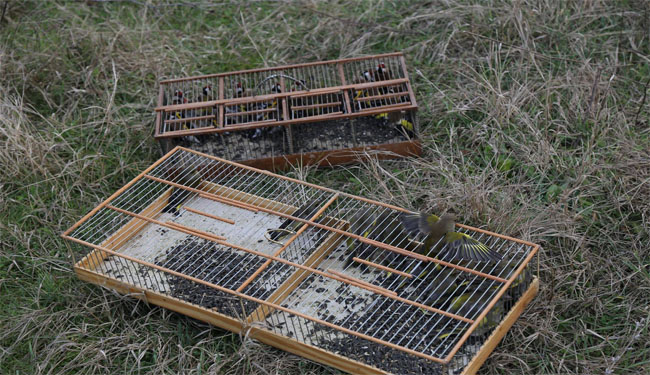 22 Saka ve 14 Florya Kuşu doğaya bırakıldı