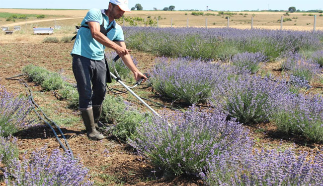 Kırklareli'de Lavanta Hasadı başladı