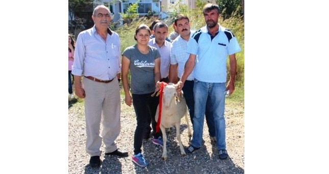 Kırklareli'de 47 adet Kıvırcık Irkı Damızlık Koç dağıtıldı