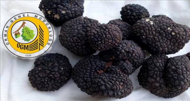 Siyah Elmas’ı resmi izin almadan toplamayın