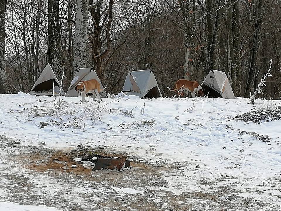 Ormandaki köpeklere kulübe yapıldı