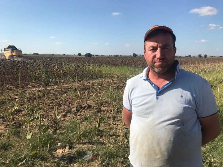 Ayçiçeği çiftçinin yüzünü güldürdü