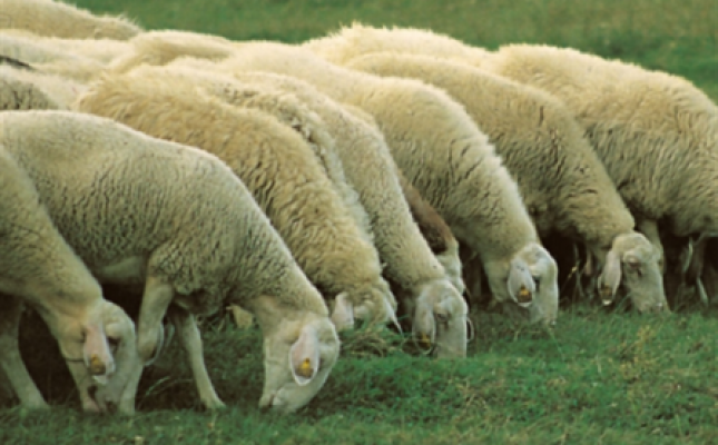 Köyde yaşamak için bir sürü nedeniniz olacak