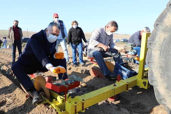 Tarlaların Mor Renkli Kraliçeleri Lavantalar Toprak ile buluştu