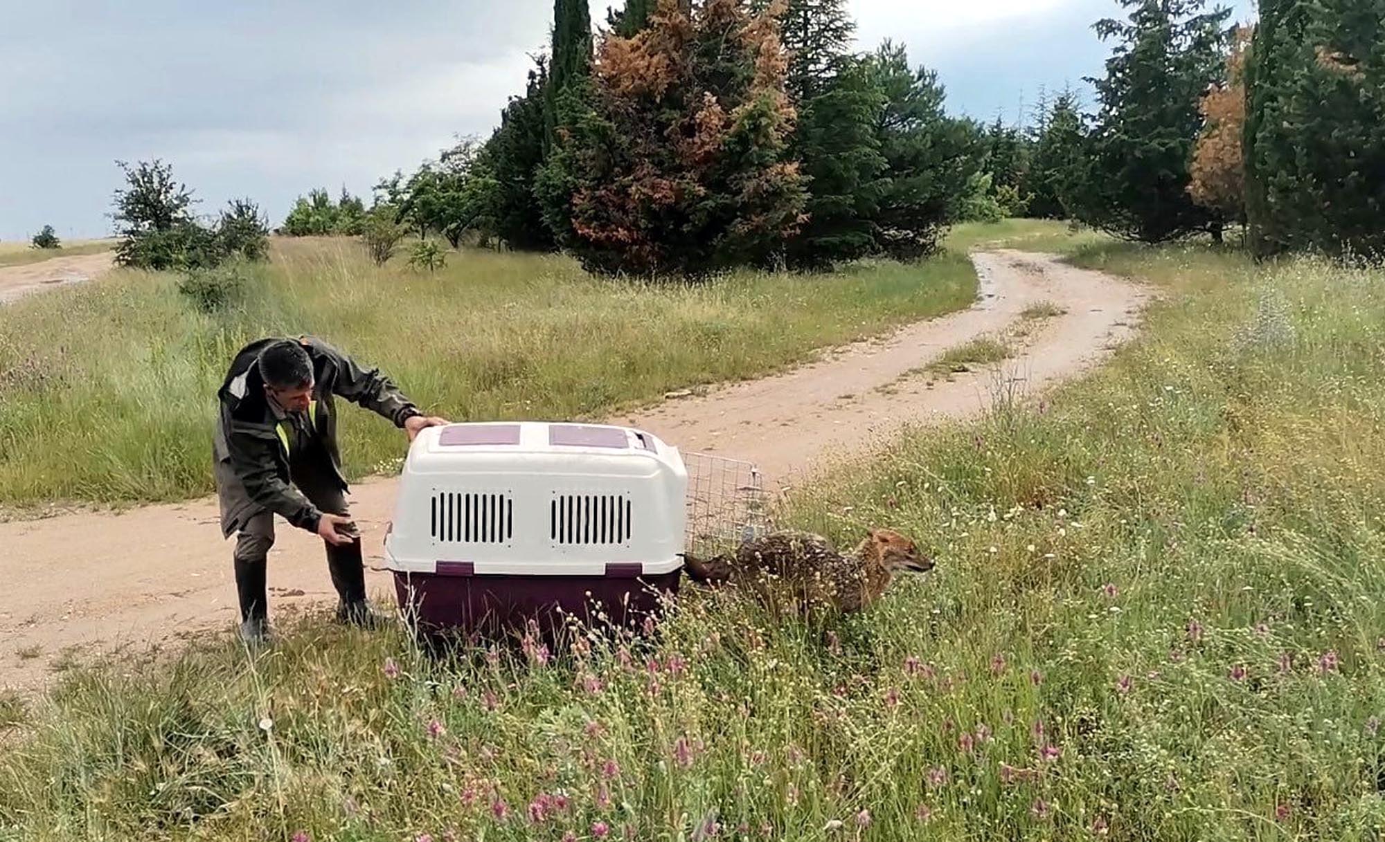 5 metrelik su kuyusuna düşen çakal kurtarıldı