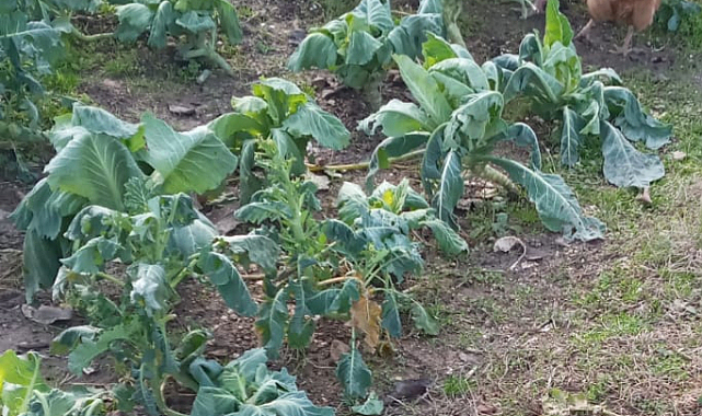 Kış Aylarında Bahçelerdeki Sebzelerin Bakımı İçin Öneriler