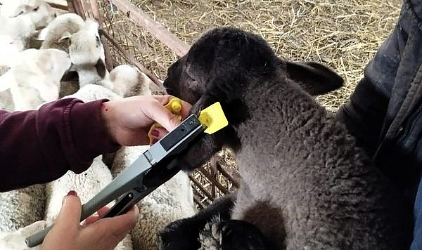 Küçükbaş Yetiştiricilerin Kuzularına Brucella Aşılamaları Yapıldı