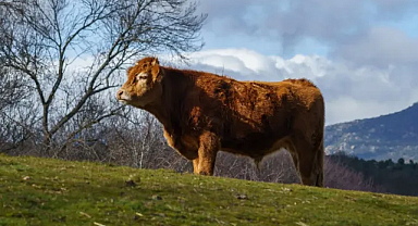 2024 Kurban Bayramı Ne Zaman?