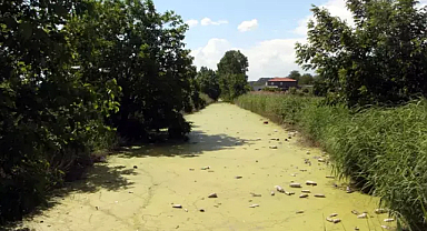 Bayır Deresi, kirlilikten yeşile büründü 
