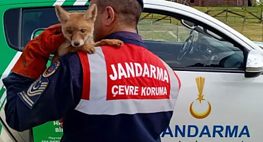 Bitkin bulunan yavru tilki, bakım sonrası doğaya bırakıldı 