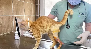 Canlarımıza İyi Bakıyor ve Onları Tedavi Ediyoruz 