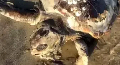 Edirne’de sahile ölü caretta caretta vurdu 