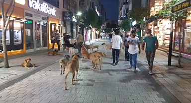 Erdoğan’dan Sokak Hayvanları İçin Açıklama