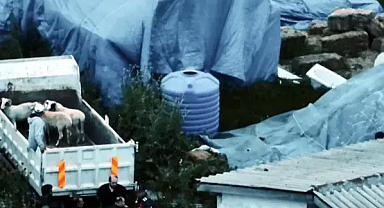 Tekirdağ’da 11 küçükbaş çalan 5 şüpheli, yakalandı 