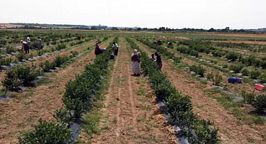 Edirne'de yaban mersini yetiştirip hasadını yaptı 