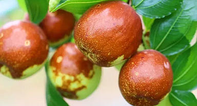 Hünnap Meyvesinin Sağlık Faydaları ve Kullanımı