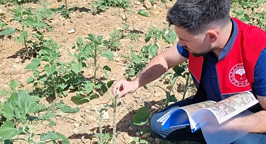 Kırklareli’de Dolu Yağışı Sonrası Hasar Tespiti Çalışmaları Sürüyor