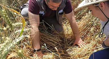 Kırklareli'de Süne İlaçlama Kararı Alındı 