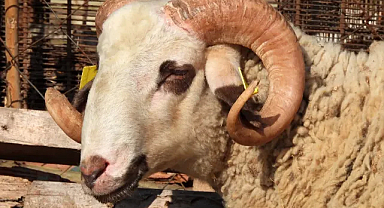 Kırklareli'nde Kurban Kesim Yerleri Belirlendi