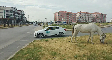Kırklareli’ndeki Başıboş At Sorununda Çözüm Arayışı Sürüyor