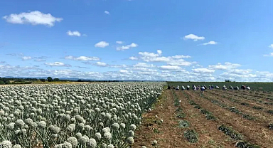 Kırklareli'nin Topçuköy Köyü'nde Arpacık Soğan Hasadı Başladı! 