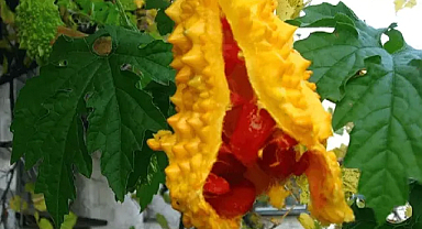 Kudret Narı: Sağlık İçin Yeni Bir Mucize