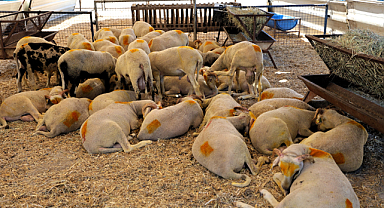 KURBANLIK HAYVAN SATIŞ VE KESİM YERİMİZDE KURBAN SATIŞLARI SÜRÜYOR 