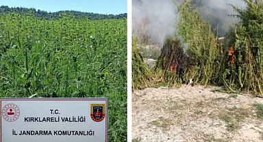 Lüleburgaz'da Dron Destekli Operasyon: 1 Milyon Kök Kenevir Ele Geçirildi
