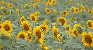 Tarım Ürünleri Üretici Fiyat Endeksi Mayıs 2024: Yıllık %61,24 Artış