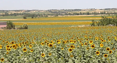 Trakya'nın Sarı Gelin'i Pınarhisar Ovalarını Sarıya Boyadı