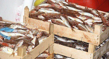 Türkiye'de Su Ürünleri Üretimi 2023'te Büyük Artış Gösterdi