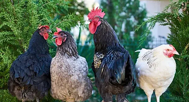 Türkiye'de Tavuk Eti Üretimi Nisan Ayında Geriledi
