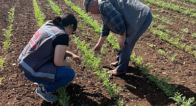 Vize’de Nohut Ekim Alanlarına Yakın Takip: %75 Hibeli Proje ile Büyük Başarı!