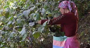 Bekleyiş Son Buldu: Günlük Fındık Yevmiyesi ve Patoz Ücreti Belli Oldu!