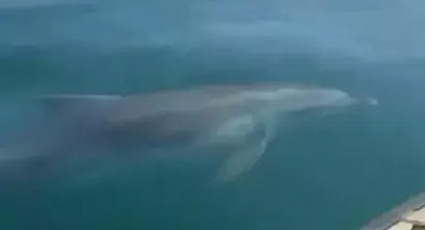 Denize açılan tekneye yunus eşlik etti; o anlar kamerada 