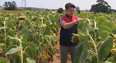 Doğanca Köyünde Yerli Hibrit Ayçiçeği Çeşidinin Verim Kontrolü Yapıldı