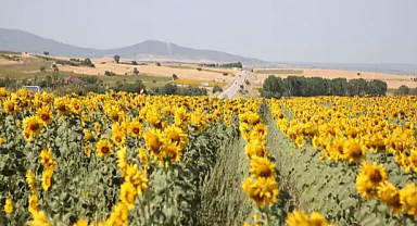Edirne’de sarıya bürünen ayçiçeği tarlaları, Saros’a giden tatilcilere görsel şölen sunuyor