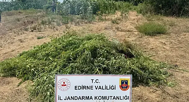 Edirne’de tarlada 16 bin 500 kök Hint keneviri ele geçirildi