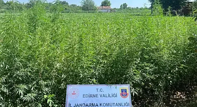 Edirne'de tarlada 6 bin kök Hint keneviri ele geçirildi