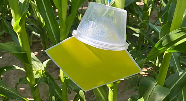 Lüleburgaz Çiftçileri için Batı Mısır Kök Kurduyla Bilinçli Mücadele