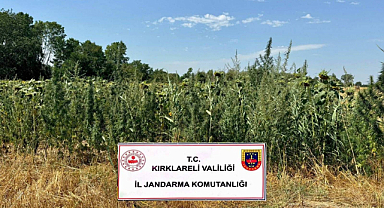 Lüleburgaz'da Büyük Kenevir Operasyonu: 105 Bin Kök Ele Geçirildi!