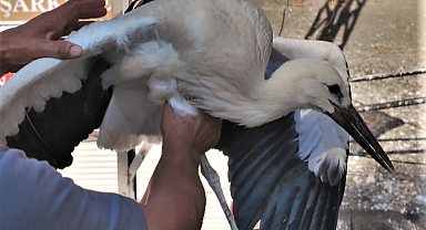 Süleymanpaşa Belediyesinden Yuvadan Düşen Yavru Leyleğe Yardım Eli