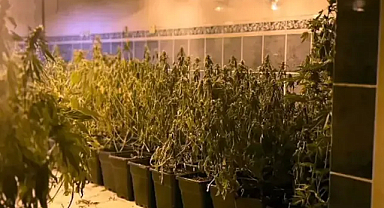 Tekirdağ'da iş yerinde bin 973 kök skunk ve 16 kilo esrar ele geçirildi