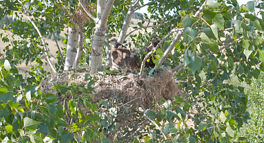 TREDAŞ’tan, “Şah Kartal”ına Özel İzolasyon