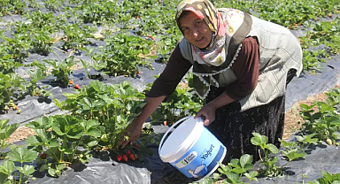 Türkiye'de Devlet Destekli Tarım Sigortalarında Büyük Artış: 2023 Verileri Açıklandı