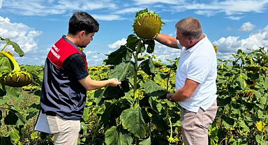 Çakıllı’da Yerli Hibrit Ayçiçek Denemeleri Başarıyla Gerçekleştirildi