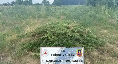 Edirne’de 3 bin kök Hint keneviri ele geçirildi