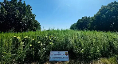 Edirne’de tarlada 120 bin kök Hint keneviri ele geçirildi