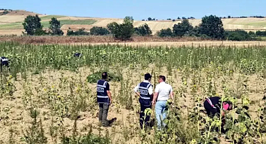 Kırklareli'de 2 milyon 161 bin kök Hint keneviri ele geçirildi