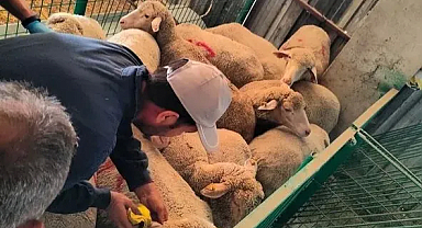 Kırklareli'nde Büyük Hayvan Kaçakçılığı Operasyonu: 113 Küçükbaş Hayvan Yakaladı